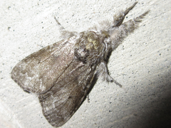 Calliteara argentata