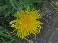 Sonchus brachyotus