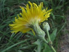 Sonchus brachyotus
