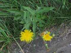 Sonchus brachyotus
