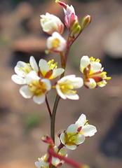 Heliophila pendula
