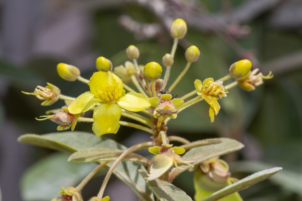 Acridocarpus orientalis (Acridocarpus orientalis)