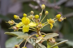 Acridocarpus orientalis