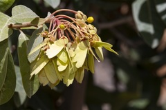 Acridocarpus orientalis