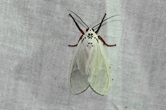 Amerila leucoptera
