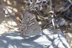 Hipparchia parisatis