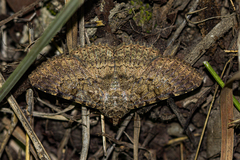 Polydesma umbricola
