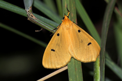 Soloe tripunctata