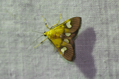 Ulopeza flavicepsalis