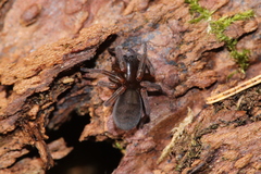 Callobius claustrarius