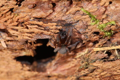 Callobius claustrarius