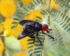 Bromophila caffra