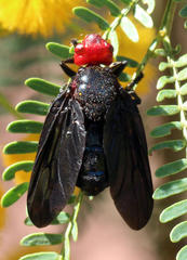Bromophila caffra