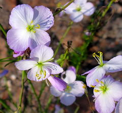 Heliophila carnosa