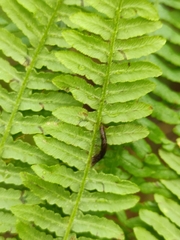 Dasineura pteridis