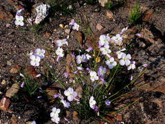 Heliophila carnosa