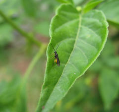 Braconinae