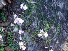 Heliophila carnosa
