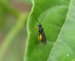 Braconinae