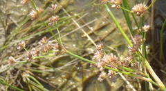Juncus oxycarpus