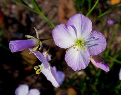 Heliophila carnosa