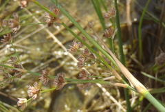 Juncus oxycarpus