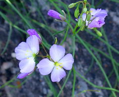 Heliophila carnosa