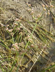 Juncus oxycarpus