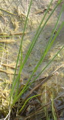 Juncus oxycarpus
