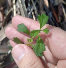 Xanthosia tridentata