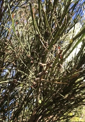 Aceria carmichaeliae