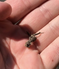 Aceria carmichaeliae