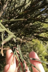 Aceria carmichaeliae