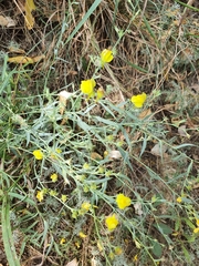 Linaria genistifolia