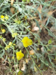 Linaria genistifolia