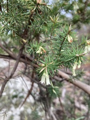 Leptecophylla divaricata