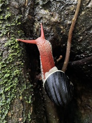 Indrella ampulla