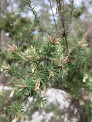 Leptecophylla divaricata