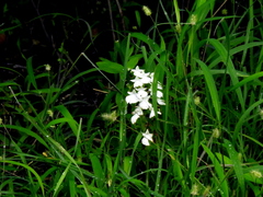 Habenaria plantaginea