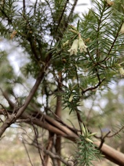 Leptecophylla divaricata