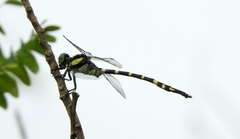 Macrogomphus annulatus