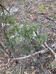 Leptecophylla divaricata