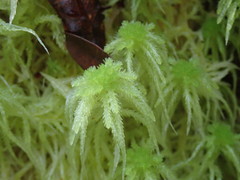 Sphagnum cristatum