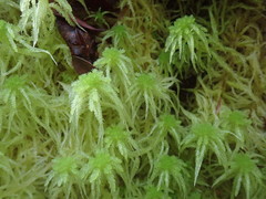 Sphagnum cristatum
