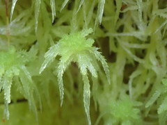 Sphagnum cristatum