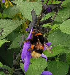 Bombus