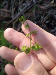 Gonocarpus teucrioides