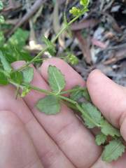 Gonocarpus teucrioides