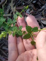 Gonocarpus teucrioides