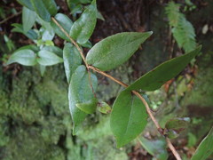 Metrosideros parkinsonii